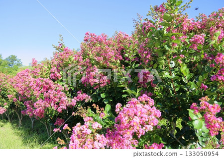 充滿活力的紫薇花 133050954
