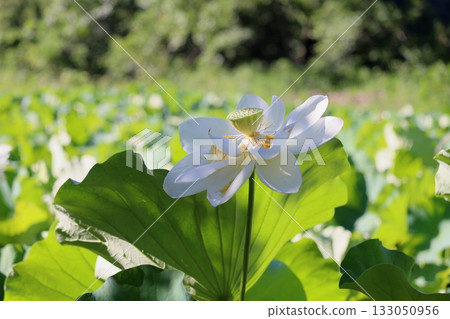 清爽的蓮花 133050956