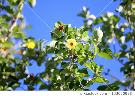 Bright Hamabo flowers 133050958