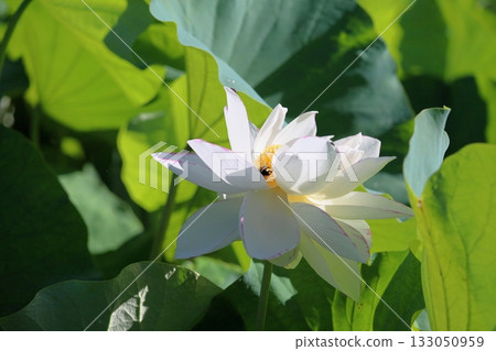 Refreshing lotus flower Refreshing lotus flower 133050959