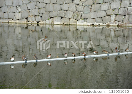 Nijo Castle, stone walls of the outer moat and ducks, Nakagyo Ward, Kyoto City Nijo Castle, stone walls of the outer moat and ducks, Nakagyo Ward, Kyoto City 133051020