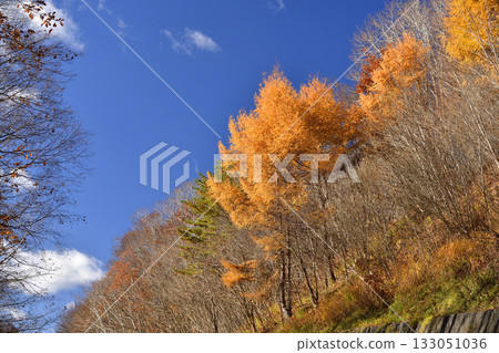 Photographing the autumn leaves of larch trees and blue skies in Nanae Town, Hokkaido in late autumn 133051036
