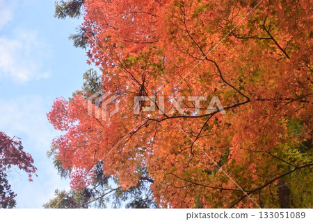 Zuihoji公園 133051089