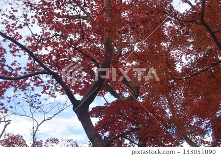 Zuihoji公園 133051090