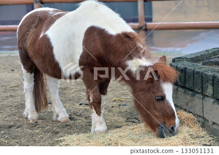 Pony eating grass 133051131