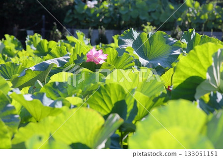 Refreshing lotus flower Refreshing lotus flower 133051151