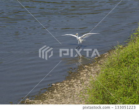 Great Egret descending onto the river 133051223