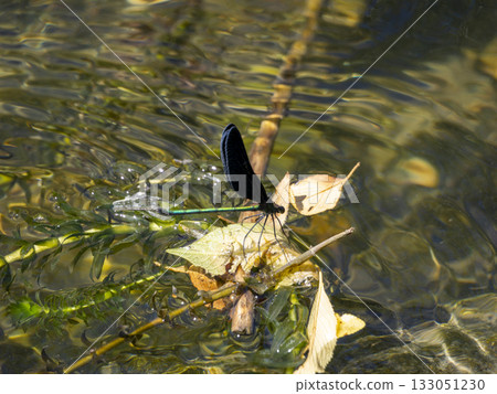 A haguro dragonfly perched on a waterside grass A haguro dragonfly perched on a waterside grass 133051230