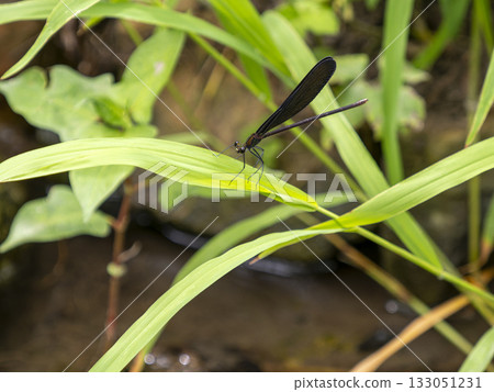 A haguro dragonfly perched on a waterside grass A haguro dragonfly perched on a waterside grass 133051231