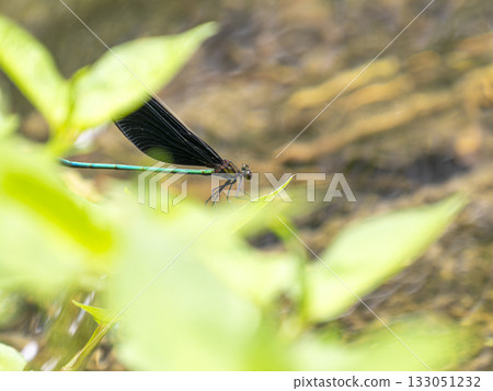 A haguro dragonfly perched on a waterside grass A haguro dragonfly perched on a waterside grass 133051232