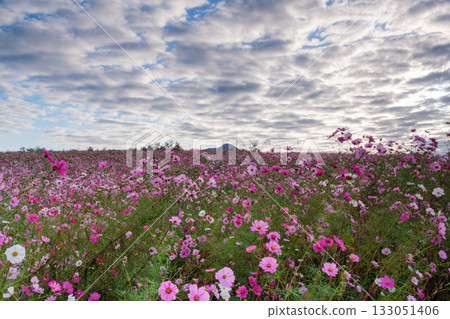 Dawn of a cosmos field Dawn of a cosmos field 133051406