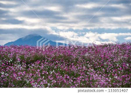 Echigo-Komagatake and cosmos fields Echigo-Komagatake and cosmos fields 133051407