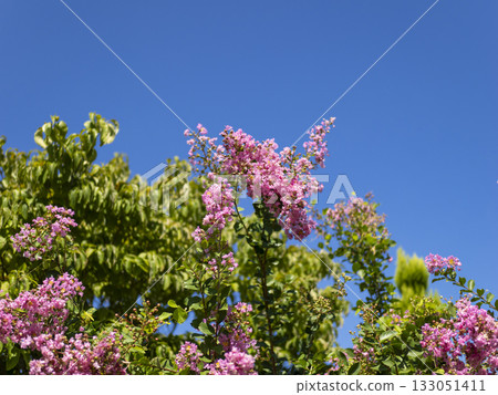 生動的蟬紅色花 133051411