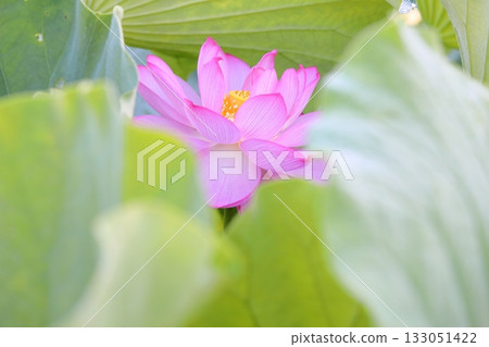 Refreshing lotus flower Refreshing lotus flower 133051422