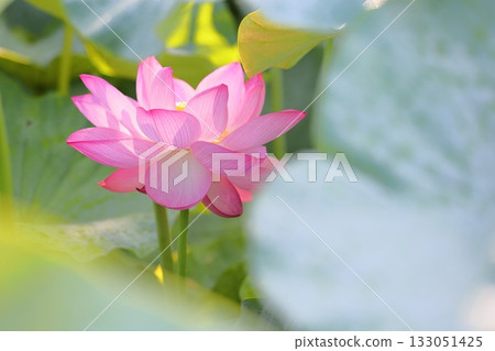 Refreshing lotus flower Refreshing lotus flower 133051425