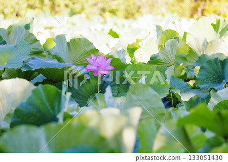 清爽的蓮花 133051430