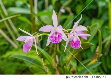 Pink Maikai Mayumi flowers blooming quietly in full bloom Pink Maikai Mayumi flowers blooming quietly in full bloom 133051518