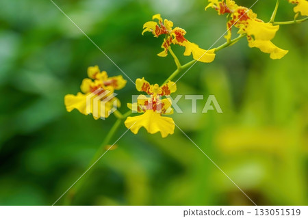 Yellow oncidium flowers blooming quietly in full bloom Yellow oncidium flowers blooming quietly in full bloom 133051519