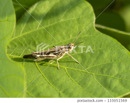 葉子上的蝗蟲 葉子上的蝗蟲 133051569