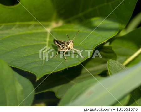 Locust on leaf 133051570