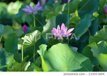 清爽的蓮花 清爽的蓮花 133051664