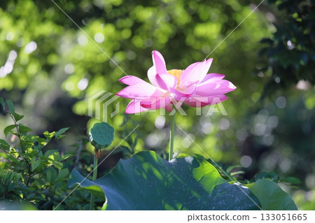 清爽的蓮花 清爽的蓮花 133051665