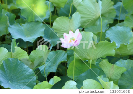 Refreshing lotus flower 133051668