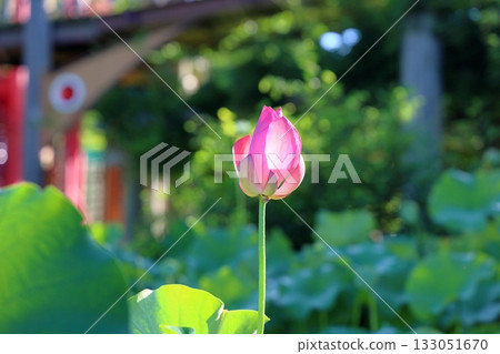 Cute lotus flower bud Cute lotus flower bud 133051670