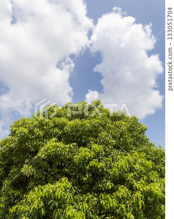 Landscape of fresh green trees and sky 133051704