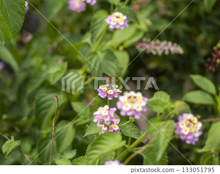 A skipper butterfly drinking nectar from a lantana A skipper butterfly drinking nectar from a lantana 133051795