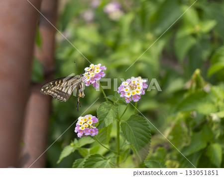 A swallowtail sucking lantana nectar 133051851