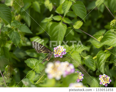 A swallowtail sucking lantana nectar A swallowtail sucking lantana nectar 133051858
