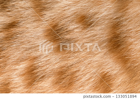 natural wool spotted tabby cat background natural wool spotted tabby cat background 133051894