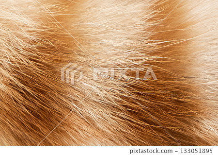 natural wool spotted tabby cat background natural wool spotted tabby cat background 133051895