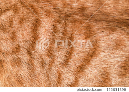 natural wool spotted tabby cat background natural wool spotted tabby cat background 133051896