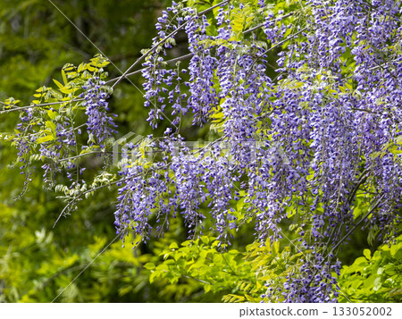 Wisteria in full bloom 133052002
