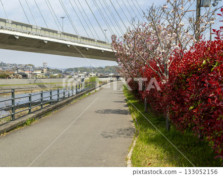 Red photinia and double cherry blossoms along the embankment 133052156