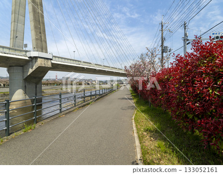 Red photinia and double cherry blossoms along the embankment 133052161