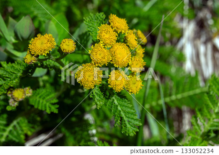 Bright yellow flowers of Common tansy with green foliage. 133052234
