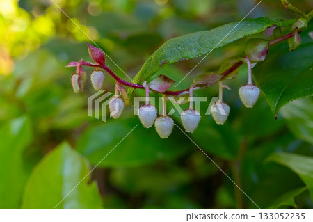 Gaultheria shallon bush with pink flowers and green leaves. 133052235