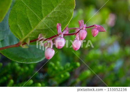 Gaultheria shallon bush with pink flowers and green leaves. 133052236