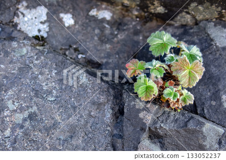 Tiny strong green plant grows through the rocks. 133052237