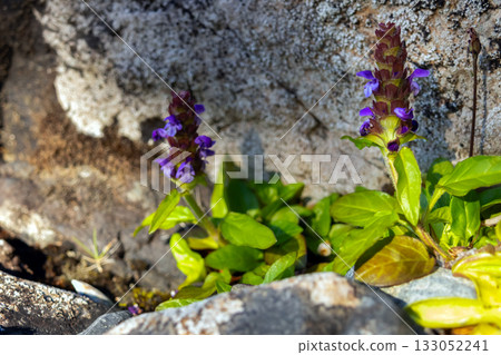 Prunella vulgaris purple flowers with foliage growing on rocks. 133052241