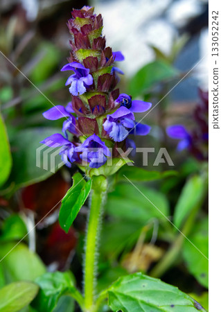 Prunella vulgaris purple flowers with foliage growing on rocks. Prunella vulgaris purple flowers with foliage growing on rocks. 133052242