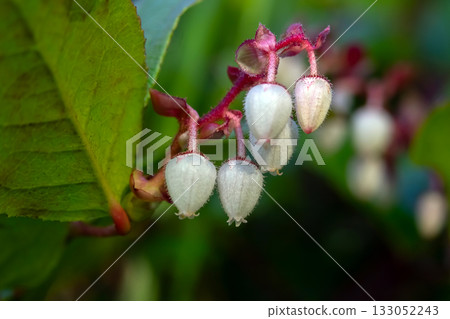 Gaultheria shallon bush with pink flowers and green leaves. 133052243