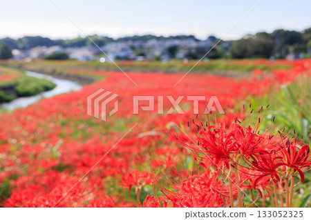 Autumn scenery of a village with blooming red spider lilies, Handa City, Aichi Prefecture Autumn scenery of a village with blooming red spider lilies, Handa City, Aichi Prefecture 133052325