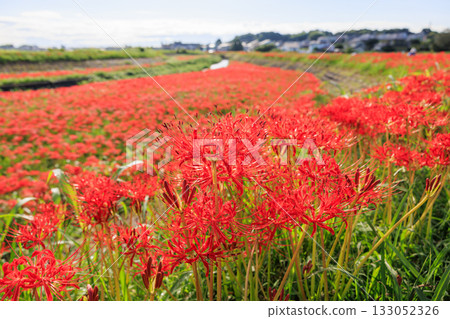 Autumn scenery of a village with blooming red spider lilies, Handa City, Aichi Prefecture 133052326