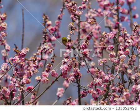 Plum blossoms and Japanese white-eyes blooming on Satsukiyama Plum blossoms and Japanese white-eyes blooming on Satsukiyama 133052458