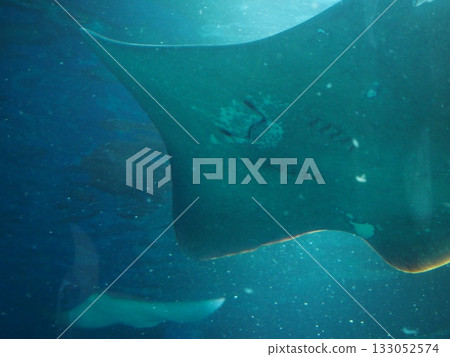 優雅的游泳 133052574