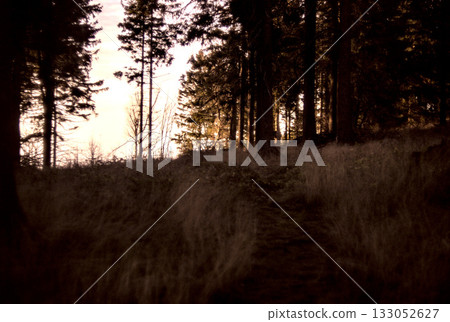 forest in the fog 133052627
